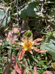 Passiflora herbertiana herbertiana