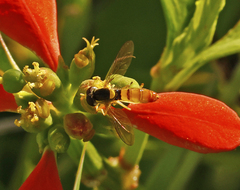 Sphaerophoria macrogaster