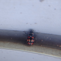 Eriopis chilensis