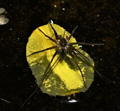 Dolomedes facetus