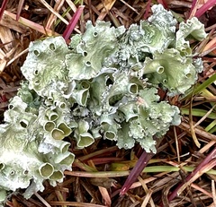 Parmotrema subrigidum