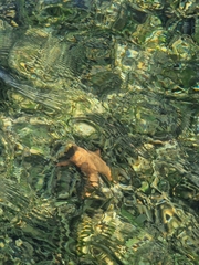 Oreaster reticulatus