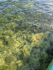 Oreaster reticulatus