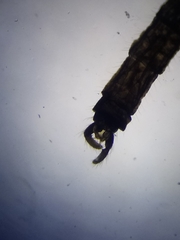 Trichocera