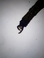 Trichocera