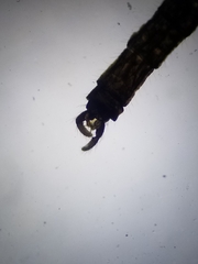 Trichocera
