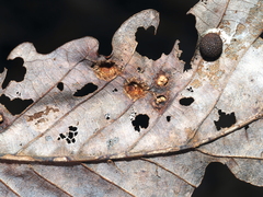 Callirhytis quercusfutilis