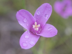 Boronia spathulata