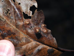 Callirhytis quercusfutilis