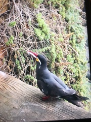 Larosterna