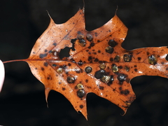 Polystepha pustuloides