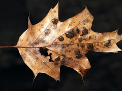 Polystepha pustuloides