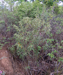Croton heliotropiifolius