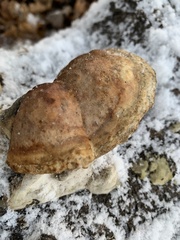 Mensularia radiata