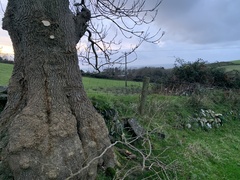Fraxinus excelsior