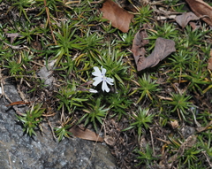 Phlox subulata