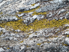 Candelariella efflorescens
