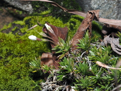 Phlox subulata