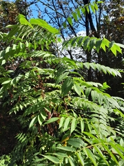 Rhus glabra
