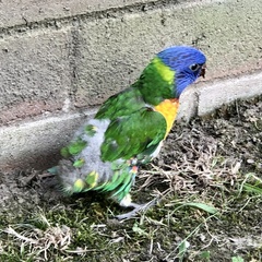 Trichoglossus moluccanus moluccanus