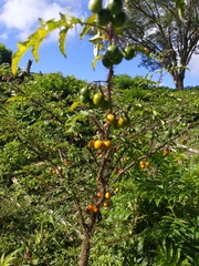 Solanum atropurpureum