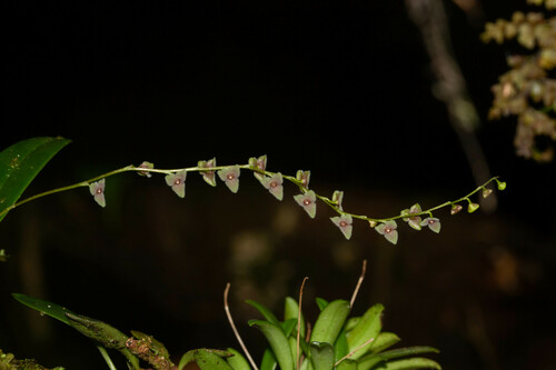 Stelis argentata, photograph 6