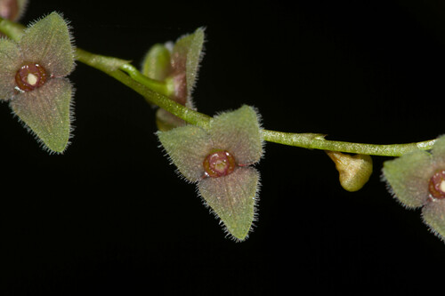 Stelis argentata, photograph 5