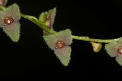 Stelis argentata, photograph (c) Guillaume Delaitre, some rights reserved (CC BY)