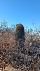 Ferocactus