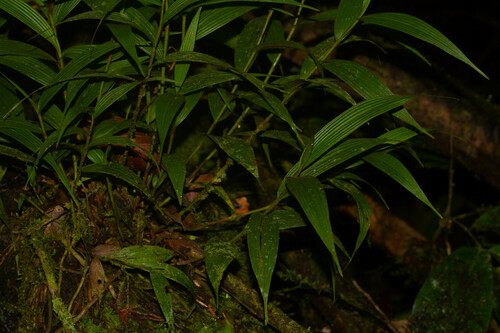 Elleanthus caravata, photograph 5