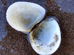 Macomona liliana