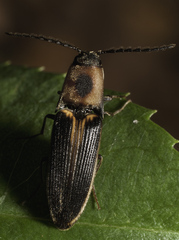Megapenthes limbalis