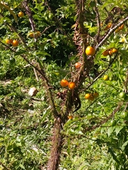 Solanum atropurpureum