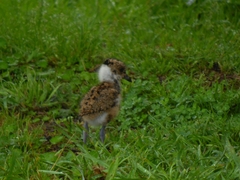 Vanellus chilensis chilensis