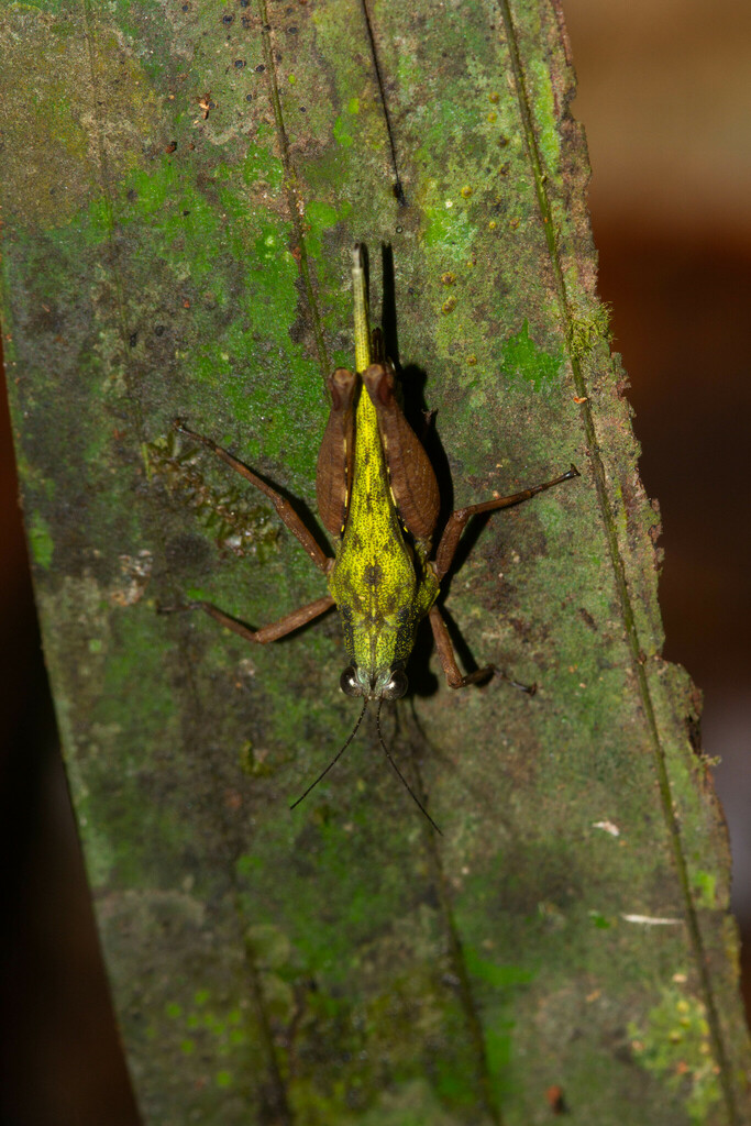 Scaria macromaculata