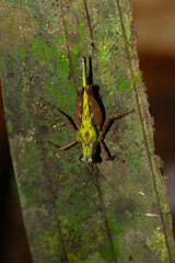 Scaria