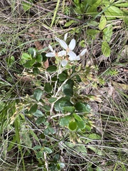 Olearia myrsinoides