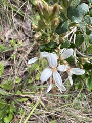 Olearia myrsinoides