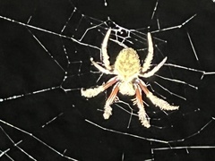 Hortophora