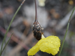 Xyris lanata