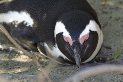 Spheniscus demersus