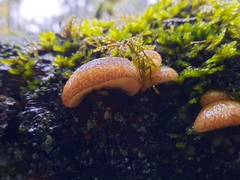 Crepidotus mollis