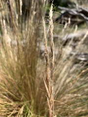 Austrostipa stipoides