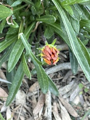Gazania