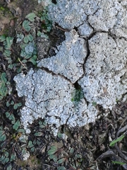 Riccia