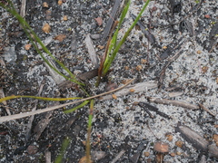 Xyris lanata
