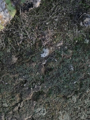 Riccia