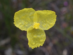 Xyris lanata