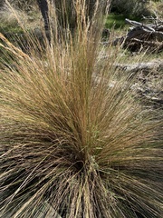 Austrostipa stipoides