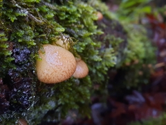 Crepidotus mollis